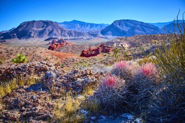 Pembe dikenli fıçı kaktüsü, kayalık arazi ve dağların arasında duruyor. Altın Butte Ulusal Anıtı Nevada 'da, açık mavi gökyüzünün altında, eşsiz çöl manzarasını aydınlatıyor.
