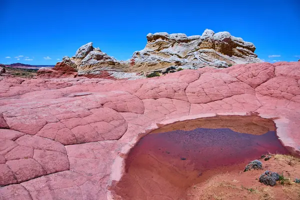 Pembe ve kırmızı kumtaşı girdapları ve yansıtıcı bir havuz Vermilion Cliffs Ulusal Anıtı Arizona 'daki White Pocket' da çarpıcı kaya oluşumlarıyla çarpıcı mavi gökyüzünün altında gerçeküstü bir sahne oluşturur..