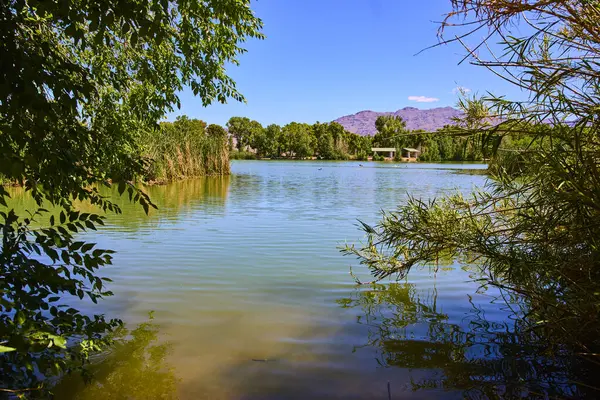 Bereketli yeşillik, Las Vegas 'taki Floyd Lamb Park' ın manzaralı sakin göletini çevreledi.