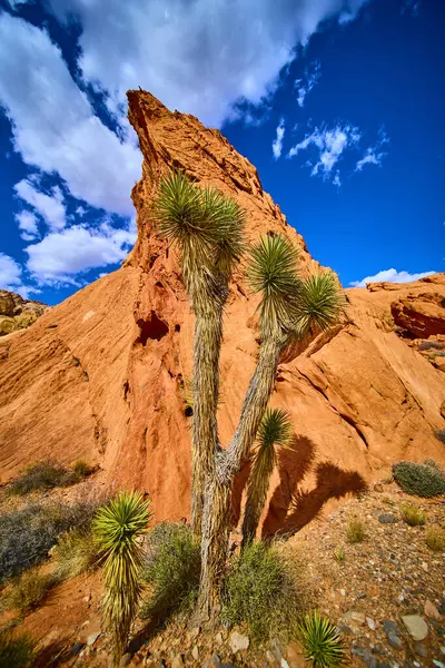 Joshua ağacı canlı kırmızı kumtaşı uçurumlarına karşı dimdik duruyor ve Nevada 'daki Whitney Pocket Gold Butte Ulusal Anıtı' nda parlak bir gökyüzü vahşi bir çöl manzarasının özünü yakalıyor.
