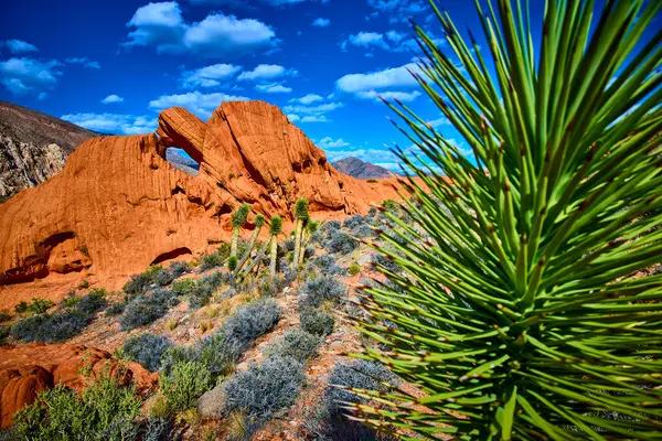 Kırmızı kaya kemeri oluşumu, Nevada 'daki Gold Butte Ulusal Anıtı' nda derin mavi gökyüzünün altında Joshua Tree 'nin arkasında yükseliyor. Whitney Pocket' in ve engebeli çöl manzarasının özünü yakalıyor.
