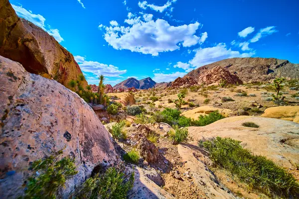 Altın Butte Ulusal Anıtı Nevada 'daki canlı çöl sahnesi kumtaşı oluşumlarıyla Joshua ağaçları ve Whitney Pocket yakınlarında açık mavi bir gökyüzünün altındaki uzak dağlar