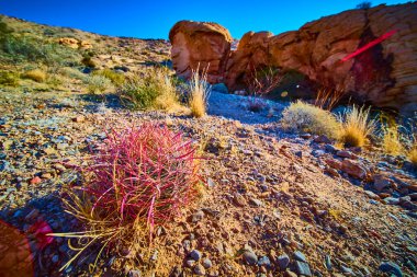 Fıçı kaktüsü ve çöl bitkisi, açık mavi gökyüzünün altındaki Nevada Ulusal Altın Göt Anıtı 'nda kayalık zemin ve kumtaşı arasında gelişir.