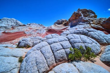 Beyaz cep, Vermilion Cliffs Ulusal Anıtı Arizona 'daki çatlak kaya oluşumlarının üzerinde kırmızı ve beyaz kumtaşı katmanları yükseliyor. Canlı mavi gökyüzü altında seyrek çöl bitkileri bulunuyor.