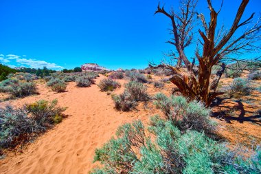 Sagebrush ve Arizonas Mermer Kanyonu 'ndaki yıpranmış bir ağaçtan geçen parlak turuncu kum izleri. Açık mavi gökyüzünün altında Vermilion Kayalıkları yükseliyor. Engebeli çöl güzeli.
