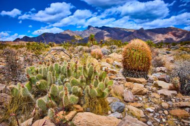 Kaktüs ve kayalık zemin Nevada 'daki Gold Butte Ulusal Anıtı' nın ön planına hükmediyor. Engebeli dağlar ve canlı bulutlar çöl sahnesine dram katıyor.