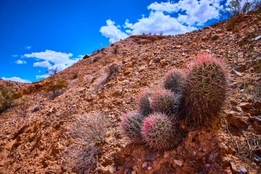 Gold Butte Ulusal Anıtı Nevada 'da kayalık bir yamaçta büyüyen kaktüs kümesi canlı mavi gökyüzü ve seyrek çöl bitkisi çarpıcı kurak bir manzara yaratıyor.