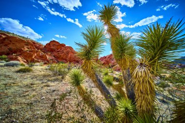 Joshua Tree, Nevada 'daki Altın Butte Ulusal Anıtı' nda dikiliyor. Çarpıcı kırmızı kayalar ve parlak mavi gökyüzünün altındaki manzarayı aydınlatan güneş.