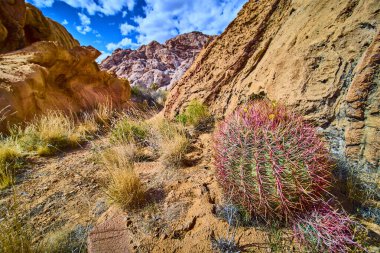 Renkli fıçı kaktüsleri kuru otların ve engebeli kumtaşı kayalıklarının arasında duruyor. Altın Göt Ulusal Anıtı Nevada 'da parlak mavi bir gökyüzünün altında Whitney Pocket' in vahşi güzelliğini yakalıyor.