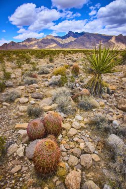 Varil kaktüsü yukka ve kayalık zemin, Nevada 'nın dağ sırtları ve dramatik çöl manzaraları ile kurak arazisini tanımlar.