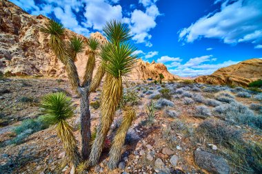 Joshua Tree 'ye çarpan ağaçlar çöl bitkilerinin ve engebeli kumtaşı kayalıklarının arasında duruyor. Nevada' daki Ulusal Altın Göt Anıtı 'nda parlak bir gökyüzünün altında.