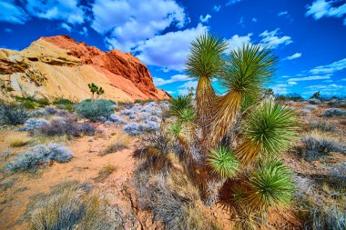 Joshua Tree ve canlı çöl çalıları Whitney Pocket Nevada 'da dramatik Altın Butte Ulusal Anıtı' na ve derin mavi gökyüzüne karşı kurulmuş sert bir Amerikan Güneybatı havası yaratıyor.