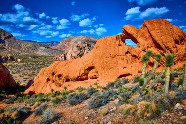Kırmızı kaya kemeri oluşumu Joshua Tree 'nin üzerinde yükseliyor ve etrafa saçılmış çöl bitkileri Altın Göt Ulusal Anıtı Nevada' da canlı bir mavi gökyüzü altında Whitney Pocket 'in dramatik güzelliğini yakalıyor.