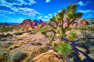 Iconic Joshua ağacı kırmızı kaya oluşumları ve açık çöl arasında duruyor Whitney Pocket in Gold Butte National Monument Nevada altında canlı bir gökyüzü altında