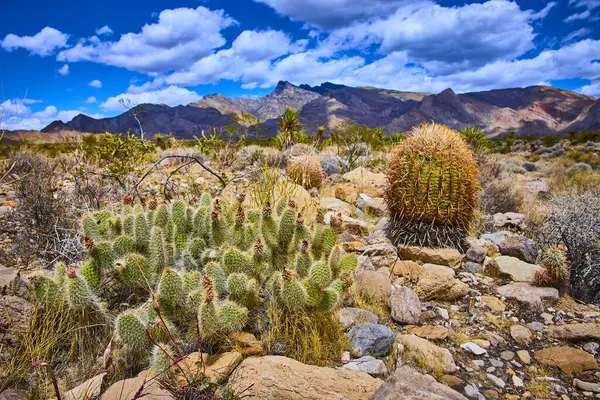 Kaktüs ve kayalık zemin Nevada 'daki Gold Butte Ulusal Anıtı' nın ön planına hükmediyor. Engebeli dağlar ve canlı bulutlar çöl sahnesine dram katıyor.