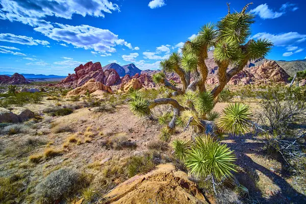 Iconic Joshua ağacı kırmızı kaya oluşumları ve açık çöl arasında duruyor Whitney Pocket in Gold Butte National Monument Nevada altında canlı bir gökyüzü altında