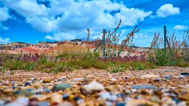 Canlı çöl kır çiçekleri ve otlar, Catstair Vadisi Utah 'taki canlı mavi gökyüzünün altında, engebeli Kanyon Noktası kaya oluşumlarına karşı çiçek açar. Amerikan halkının güzelliğini ve dayanıklılığını vurgular.