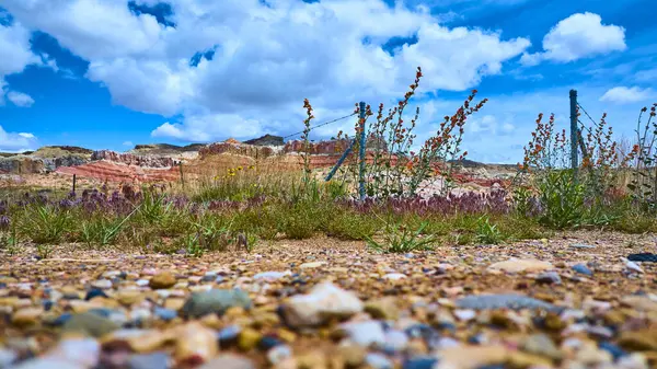 Canlı çöl kır çiçekleri ve otlar, Catstair Vadisi Utah 'taki canlı mavi gökyüzünün altında, engebeli Kanyon Noktası kaya oluşumlarına karşı çiçek açar. Amerikan halkının güzelliğini ve dayanıklılığını vurgular.