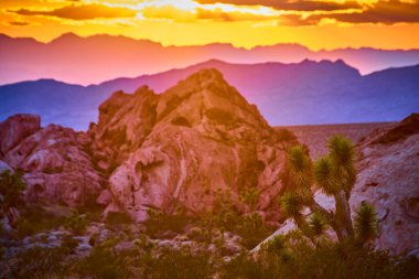 Joshua Tree, Nevada Altın Göt Ulusal Anıtı 'nda altın saat boyunca renkli bir günbatımı gökyüzünün altında engebeli kırmızı kaya oluşumlarının önünde duruyor.
