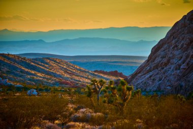 Altın saat ışığı, günbatımında uzak dağlar ve çöl vadileriyle Nevada 'daki Altın Kalça Ulusal Anıtı' ndaki Joshua ağaçlarını ve kayalık yamaçları aydınlatıyor.