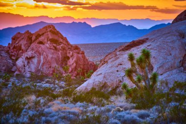 Joshua ağacı, altın saat boyunca Nevada 'daki Gold Butte Ulusal Anıtı' nda güneş batarken canlı kırmızı kaya oluşumları ve uzak dağlar tarafından çerçevelenmiş.
