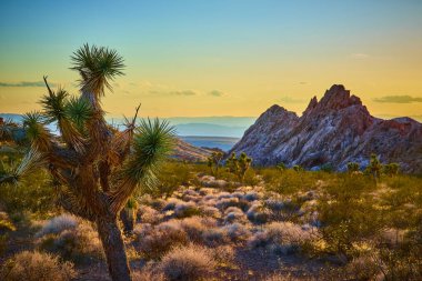 Joshua Tree, Nevada 'da gün batımının altın saatinde parlayan engebeli Altın Butte Ulusal Anıtı kayalarıyla çöl bitkilerinin arasında dimdik duruyor.