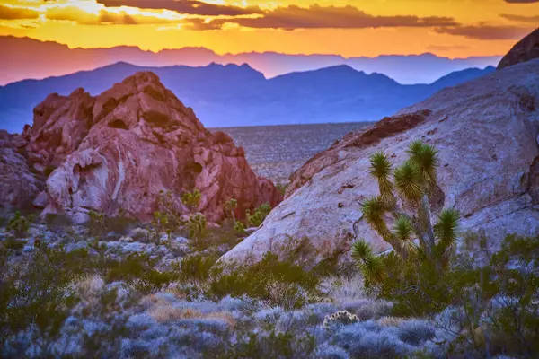 Joshua ağacı, altın saat boyunca Nevada 'daki Gold Butte Ulusal Anıtı' nda güneş batarken canlı kırmızı kaya oluşumları ve uzak dağlar tarafından çerçevelenmiş.
