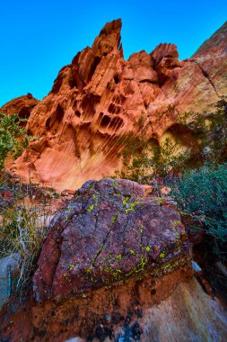 Canlı kırmızı kaya kayalıkları ve yeşil bir liken, Whitney Pocket Nevada yakınlarındaki Gold Butte Ulusal Anıtı 'nda açık mavi gökyüzünün altında çöl bitkilerinin arasında göze çarpıyor.