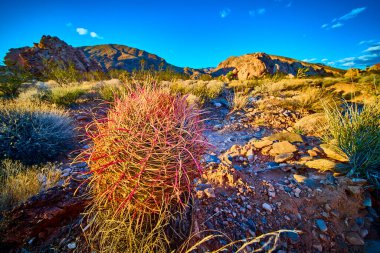 Günbatımı ışığı çöl bitkileri ve kayalık arazi arasında bir fıçı kaktüsü aydınlatır. Nevada Ulusal Altın Göt Anıtı 'nda canlı renkleri ve altın saatin huzurlu havasını yakalar.