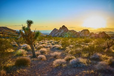 Altın saat güneşi, Nevadas Gold Butte Ulusal Anıtı 'ndaki kayalık oluşumların yakınındaki Joshua Tree ve çöl fırçalarını aydınlatıyor. Whitney Pocket' de sakin bir günbatımını yakalıyor.