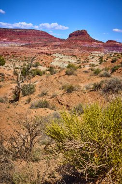 Engebeli kırmızı kaya kumları ve katmanlı oluşumlar Kanab ve Paria Kasabası yakınlarındaki kumlu arazide yükseliyor. Utah 'ta, dayanıklı çöl çalıları ve Amerika' nın güneybatısının canlı mavi gökyüzünün altında yıpranmış bir ağaç var.