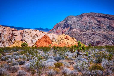 Nevada 'daki Gold Butte Ulusal Anıtı' nda Joshua ağaçları ve çöl çalıları açık bir gökyüzü altında eşsiz jeoloji ve bitki örtüsünü gözler önüne seriyor.