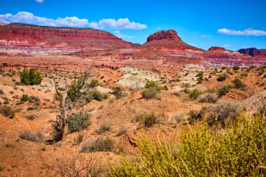 Kanab Utah 'ın yakınlarındaki kurak Paria manzarasının üzerinde parlak mavi gökyüzünün altında yıpranmış bir ağaç Amerikan Güneybatısının güzelliğini yansıtıyor.