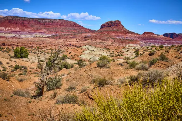 Kanab Utah 'ın yakınlarındaki kurak Paria manzarasının üzerinde parlak mavi gökyüzünün altında yıpranmış bir ağaç Amerikan Güneybatısının güzelliğini yansıtıyor.