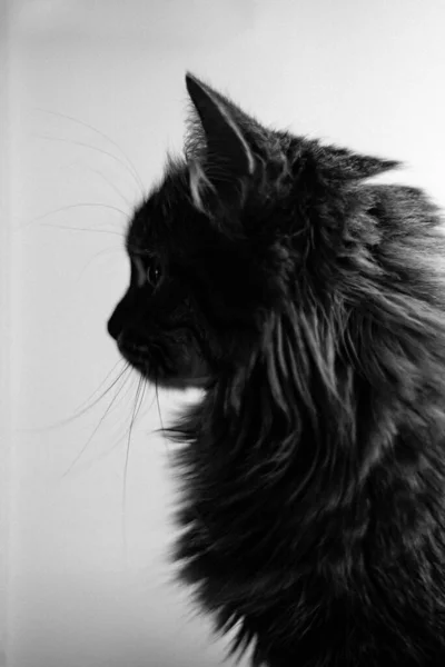 Katze Profil Schwarz Weiß — Stockfoto