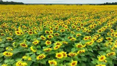 Kamera hızla öne doğru uçuyor. Çiçek açan bir alanda irtifa kazanıyor. Hava fotoğrafçılığı, yaz, Ukrayna, 4K.