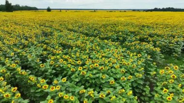 Kamera, çiçek açan ayçiçeklerinin üzerinde yavaşça uçuyor sağa doğru uçuş rotasını değiştiriyor. Ukrayna, yaz, gün, 4k
