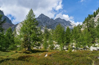 İtalya, Alpe Devero yakınlarındaki dağlarda açık orman.