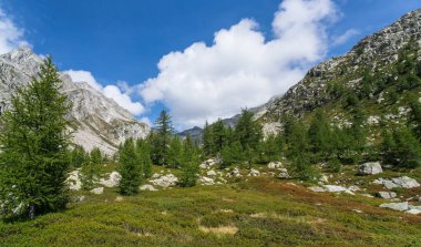 İtalya, Alpe Devero yakınlarındaki dağlarda açık orman.
