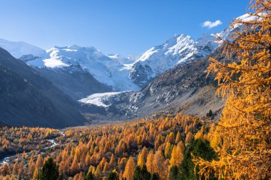 Altın sonbahar renkleri ve Bernina dağlarının yüksek dağları.