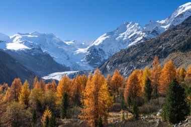 Altın sonbahar renkleri ve Bernina dağlarının yüksek dağları güzel bir günde.