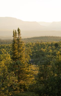 Ulusal Park Valadalen 'deki orman ve dağlar, Jamtland.