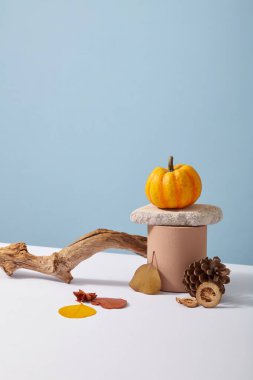 Şükran Günü için dekorasyon konsepti. Kahverengi platformda turuncu balkabağı, dallar ve pastel mavi arka planda kurumuş yapraklar. Ön görünüm, kopyalama alanı ve tasarım için boşluk