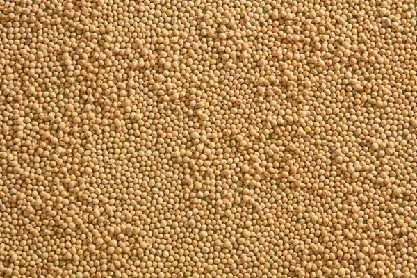 A lot of raw soybeans spread out in the background. Top view. Soybeans are a breakfast special for many cultures and families