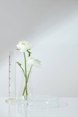 Yuvarlak şekilli şeffaf podyum ölçüm silindiri ve konik çiçek dalı ile süslenmiş. Doğal ürün sunumu için boş alan