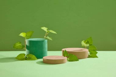 Taze balık nanesi yapraklarıyla sergilenen silindir ve yuvarlak podyumlar. Balık nanesi (Houttuynia cordata) antioksidanı için tüketilir. Yeşil arkaplan