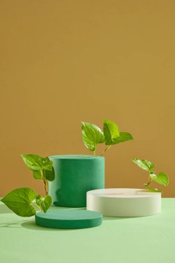 Geometrik şekilli podyumlar pastel yeşil yüzeyde düzenlenmiştir. İçinde naneli balık yaprakları var. Kozmetik ürün sunumu için en düşük podyum görüntüsü