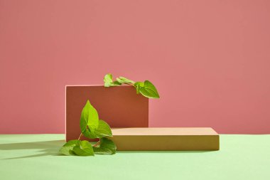 Yeşil balık nane yapraklarıyla dekore edilmiş boş bir podyum. Yeni ürün, promosyon satışı, kozmetik sunumu için konsept sahne gösterisi