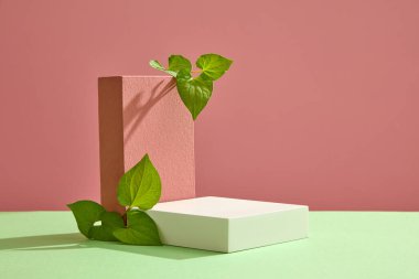 Pembe ve beyaz podyumlarda süslenmiş birkaç taze balık nanesi yaprağı. Pembe arka plan. Güzellik ürünleri sunumu için kaldırım taşı veya platform