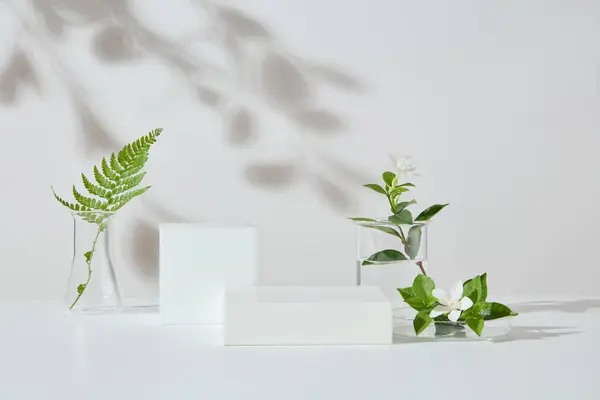 白い背景に対して 緑の葉の実験室のガラス器で表示された2つの空白の表彰台 美容製品プレゼンテーションのためのペデスタルまたはプラットフォーム — ストック写真